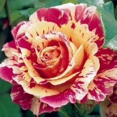 Rose Claude Monet - Storblomstret Delbard Rose