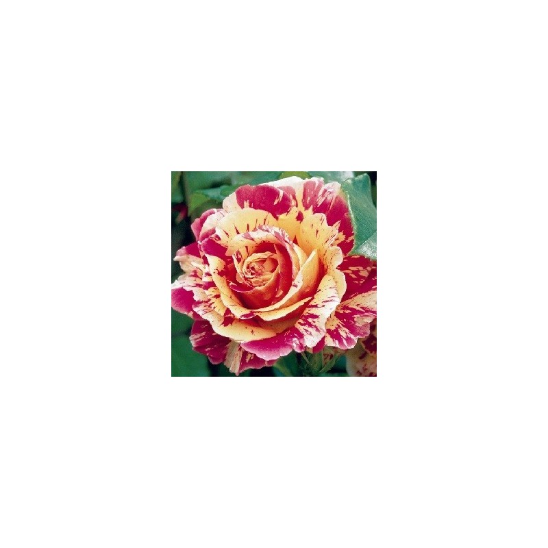 Rose Claude Monet - Storblomstret Delbard Rose