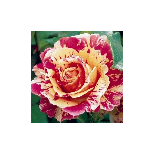 Rose Claude Monet - Storblomstret Delbard Rose