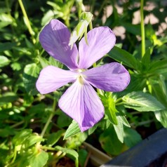 Hornviol Boughton - Viola cornuta Boughton Blue