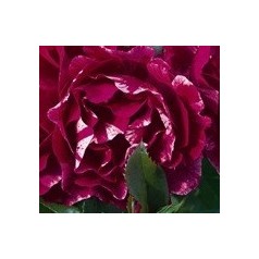 Rose Guy Savoy - Storblomstret Delbard Rose