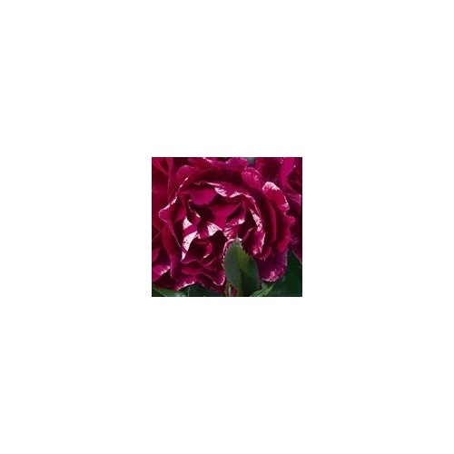 Rose Guy Savoy - Storblomstret Delbard Rose