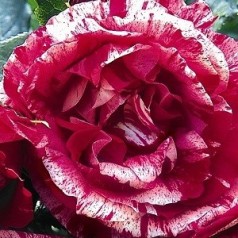 Rose Henri Matisse - Storblomstret Delbard Rose