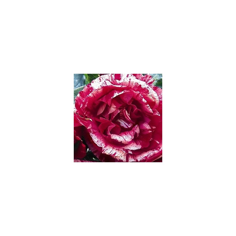 Rose Henri Matisse - Storblomstret Delbard Rose