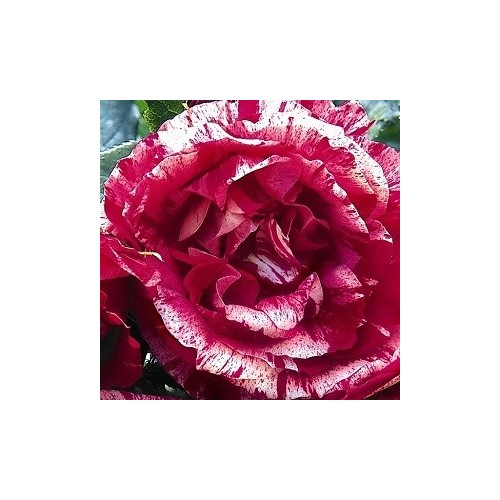 Rose Henri Matisse - Storblomstret Delbard Rose