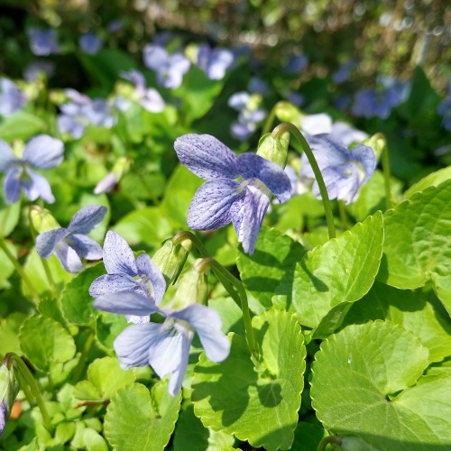 Pinseviol Dark Freckles - Viola sororia Dark Freckles