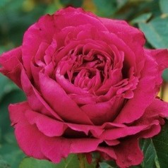 Rose La Rose des Quatre Vents - Storblomstret Delbard Rose