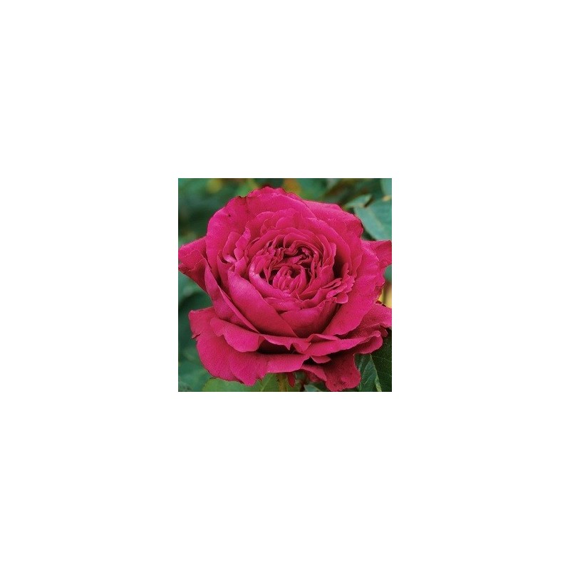 Rose La Rose des Quatre Vents - Storblomstret Delbard Rose