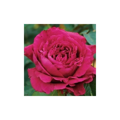 Rose La Rose des Quatre Vents - Storblomstret Delbard Rose