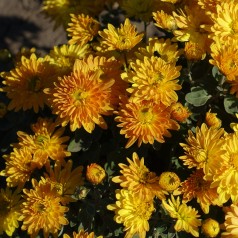 Vinterasters Ven's Wild Orange - Chrysanthemum Ven's Wild Orange