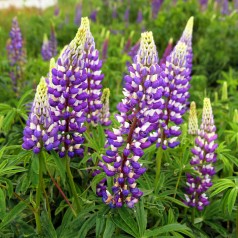 Lupin Blacksmith - West Country - Lupinus polyphyllus Blacksmith