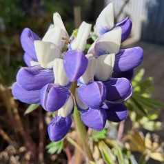 Lupin King Canute - West Country - Lupinus polyphyllus King Canute