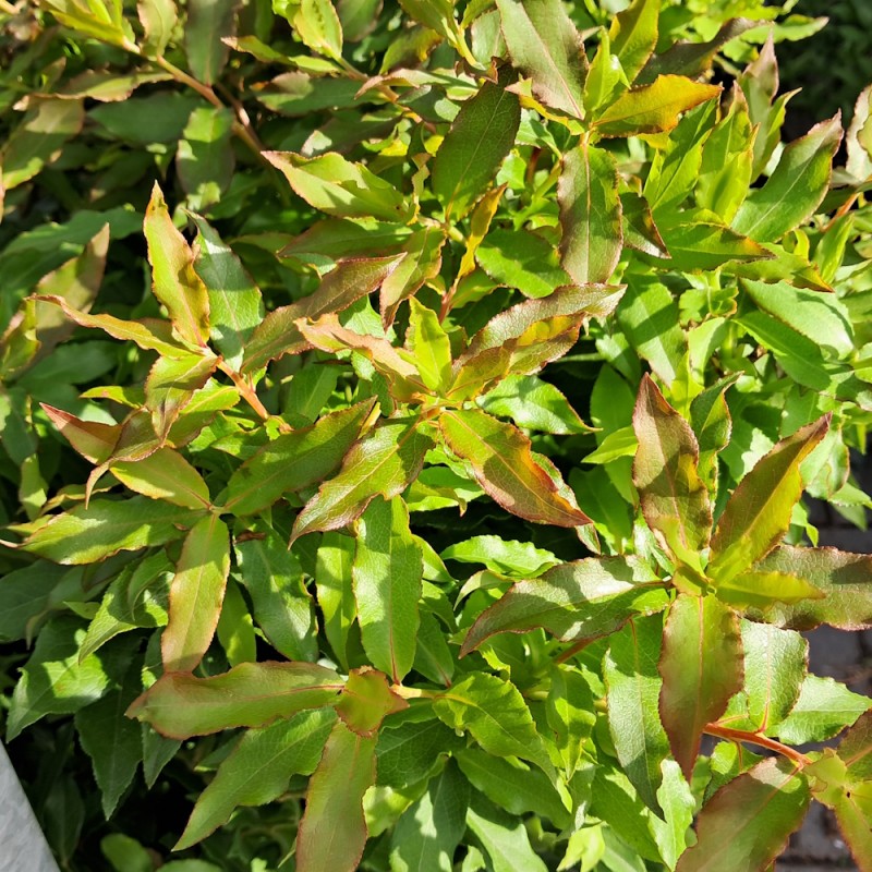 Cylinderformet Blåbær Blau Perle (Blautropf) - Vaccinium cylindraceum Blau Perle