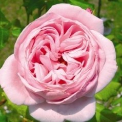 Rose Nahéma- Slyng Delbard Rose