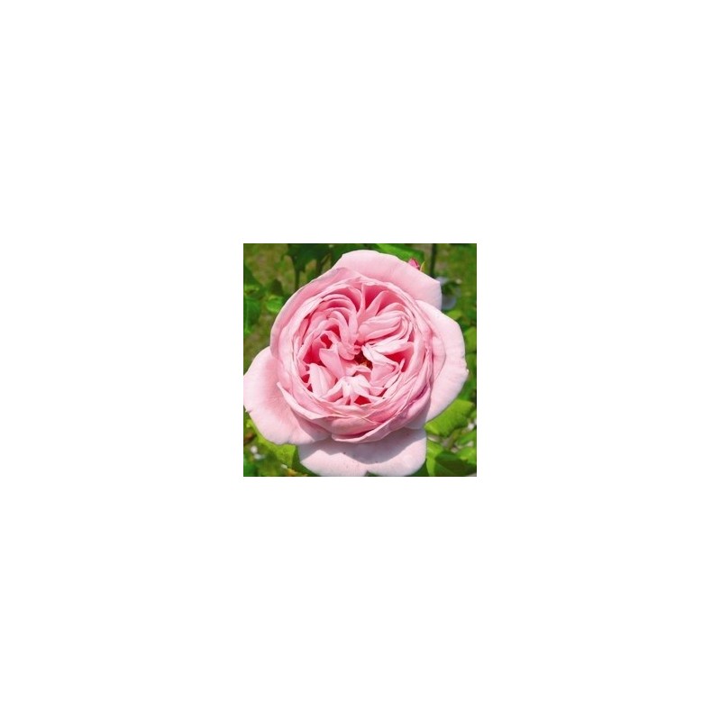 Rose Nahéma- Slyng Delbard Rose