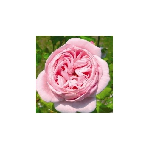 Rose Nahéma- Slyng Delbard Rose