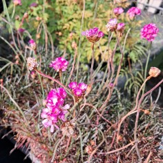 Engelsk Græs Rubrifolia - Armeria maritima Rubrifolia