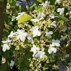 Japansk Snebolle Kilimandjaro 40-80 cm. - Viburnum plicatum Kilimandjaro