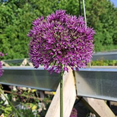 Prydløg Purple Sensation - Allium aflatunense Purple Sensation