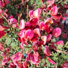 Rød Gyvel, Burkwoodii 30-60 cm. - Cytisus scoparius Burkwoodii