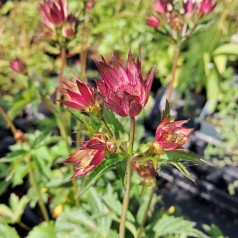 Stjerneskærm Star of Love - Astrantia hybrid Star of Love