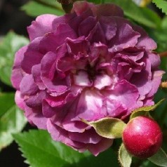 Rose Blue Magenta - Historisk Klatre Rose