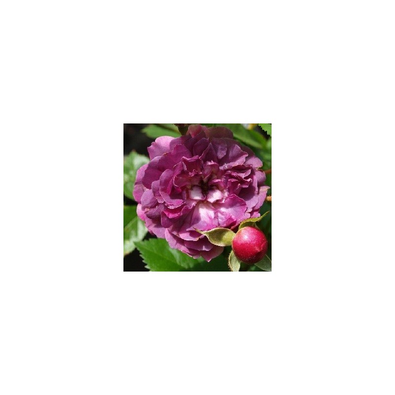 Rose Blue Magenta - Historisk Klatre Rose