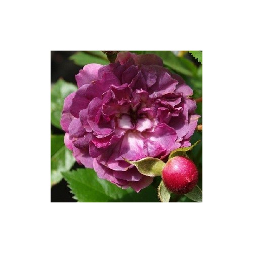 Rose Blue Magenta - Historisk Klatre Rose