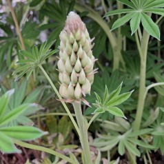 Lupin Leonora - Lupinus arboreus Lupinova Leonora