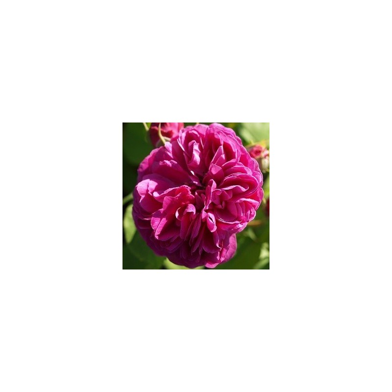 Rose Bourbon Queen - Historisk Rose