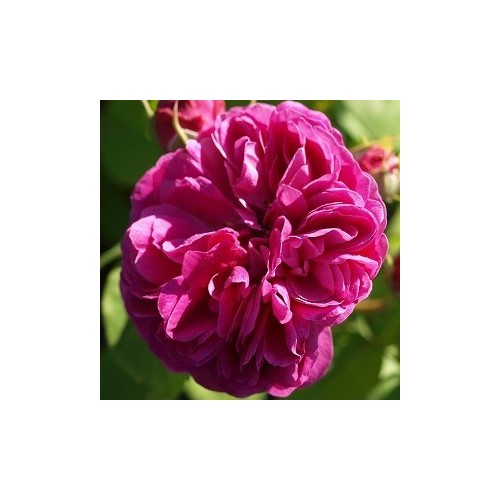 Rose Bourbon Queen - Historisk Rose