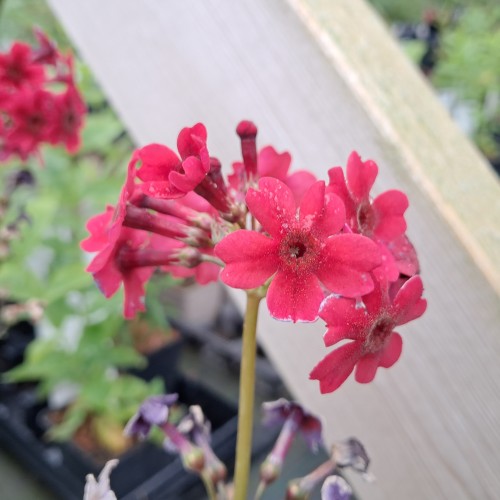 Etageprimula Millers Crimson - Primula japonica Millers Crimson