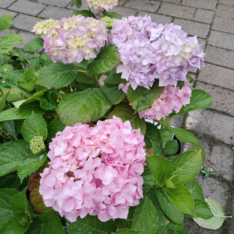 Hortensia Bouquet Rose 25-40 cm. - Hydrangea macrophylla Bouquet Rose