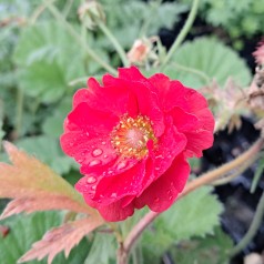 Nellikerod Fiery Tempest - Geum hybrida Fiery Tempest