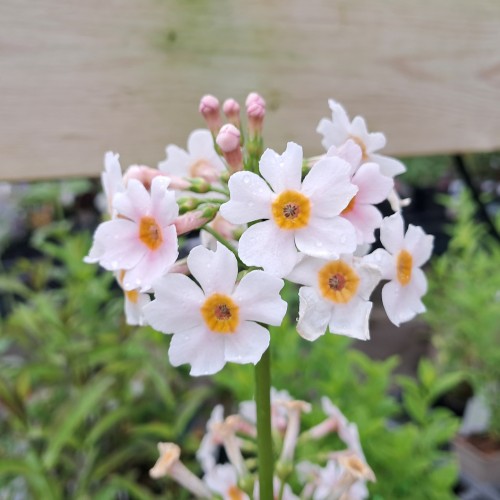 Etageprimula Appleblossom - Primula japonica Apple Blossom