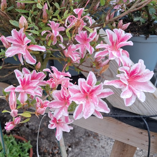 Japansk Azalea Melle - 60 cm. stamme - Rhododendron Melle