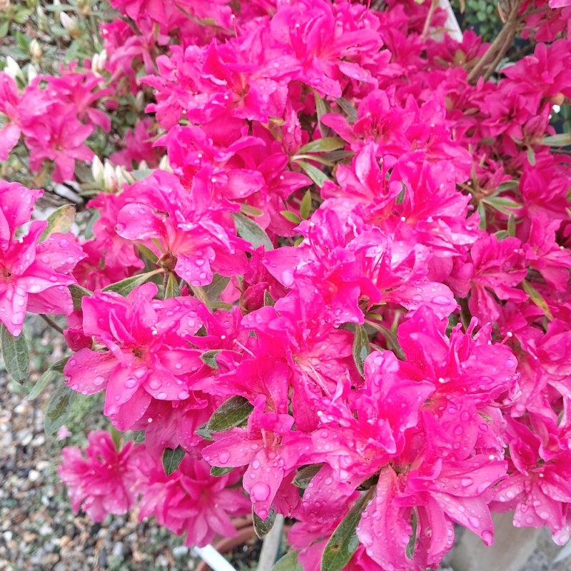 Japansk Azalea Lyserød - 60 cm. stamme - Rhododendron Lichtroze