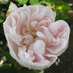 Rose Comtesse de Murinais - Historisk rose