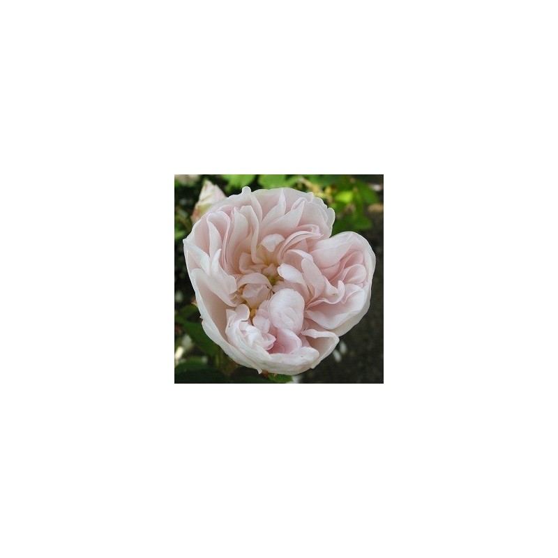 Rose Comtesse de Murinais - Historisk rose