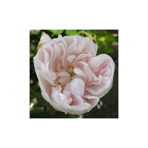 Rose Comtesse de Murinais - Historisk rose