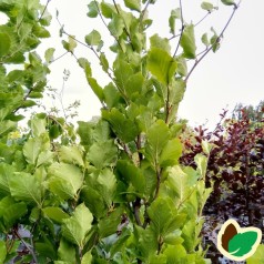 Fagus sylvatica Dawyck - Grøn søjlebøg / 150-175 cm.