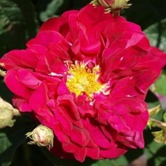 Rose Conditorum - Historisk Rose