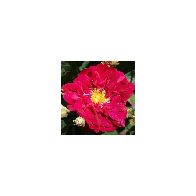 Rose Conditorum - Historisk Rose