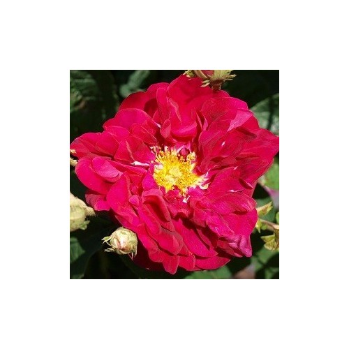 Rose Conditorum - Historisk Rose