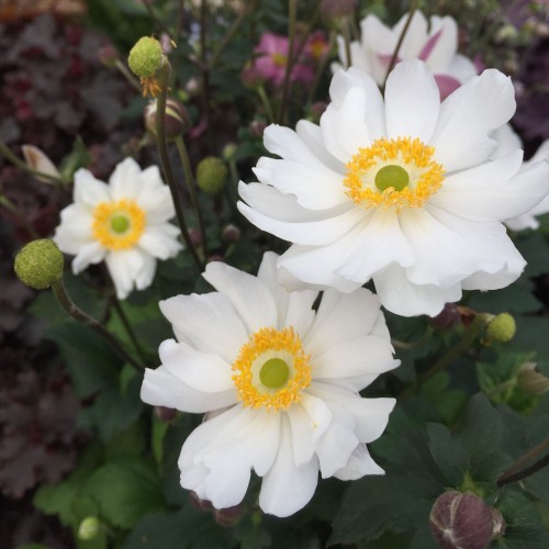 Høstanemone Snow Angel - Anemone hybrida Snow Angel