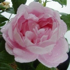 Rose Fantin-Latour - Historisk Rose