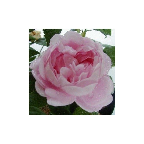 Rose Fantin-Latour - Historisk Rose