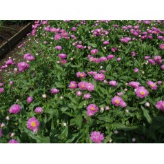 Bakkestjerne Rosa Triumph - Erigeron hybrid Rosa Triumph