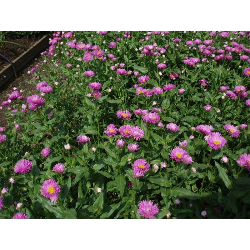 Bakkestjerne Rosa Triumph - Erigeron hybrid Rosa Triumph