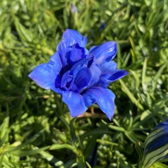 Efterårsensian Eugens Allerbester - Gentiana sino-ornata Eugens Allerbester